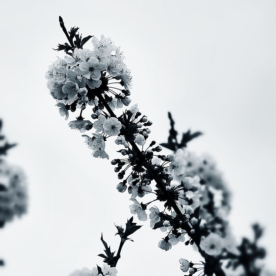 Cherry, Flowers, Spring, flowering, white flowers, fruit tree HD wallpaper