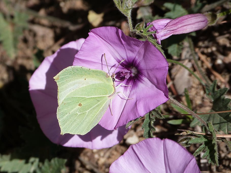 butterfly, green, flower, spring, nature, petals, color, mallow HD wallpaper