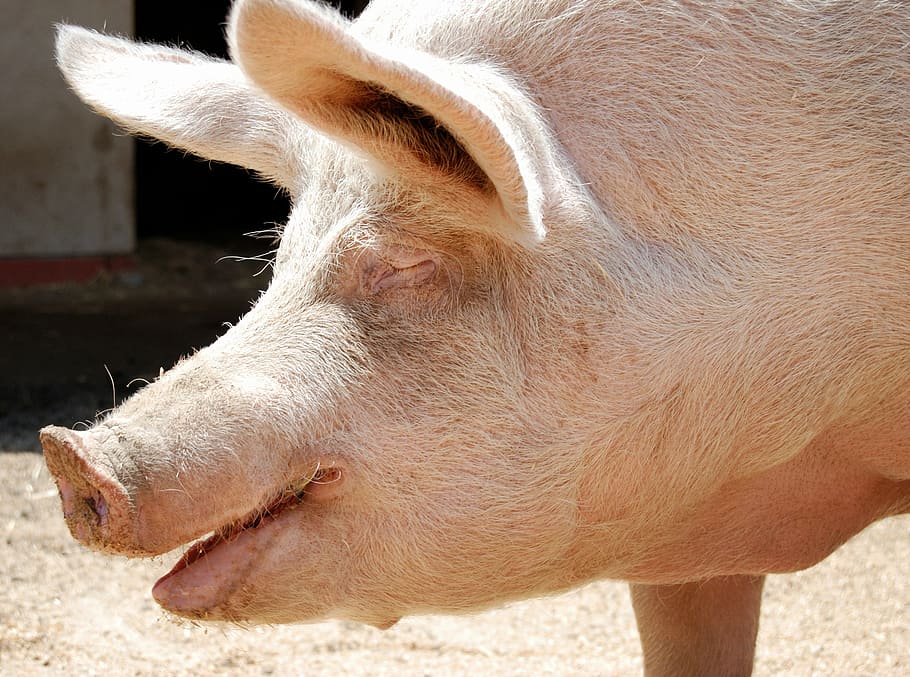 smiling piggy, saved from slaughter, she enjoys her life on the farm, HD wallpaper