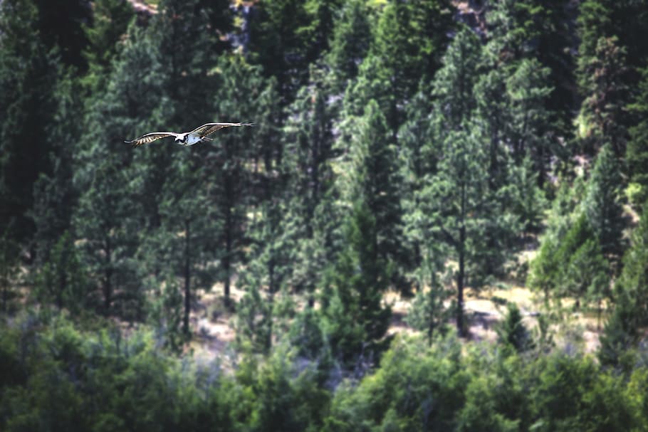 bird, osprey, raptor, nature, animal, wildlife, flying, fish HD wallpaper