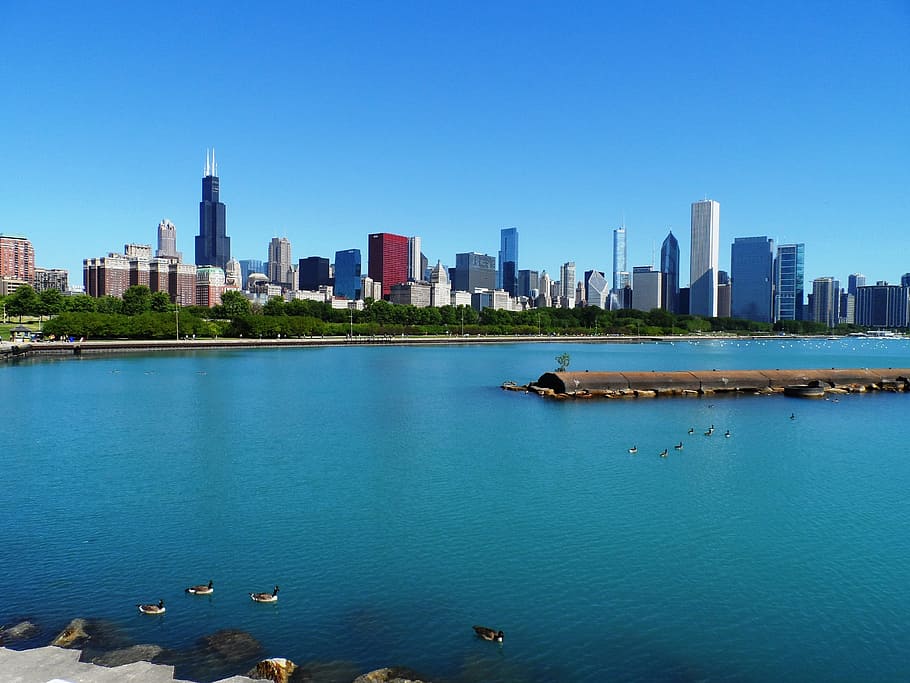 ducks on lake, Chicago, Skyline, Skyscraper, blue, lake michigan