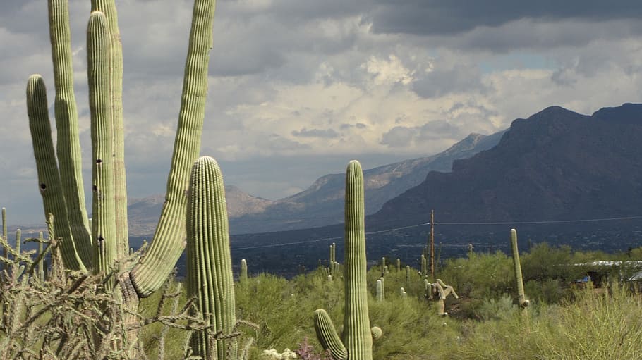 saguaro, arizona, landscape, cacti, sky, rainstorm, clouds, HD wallpaper