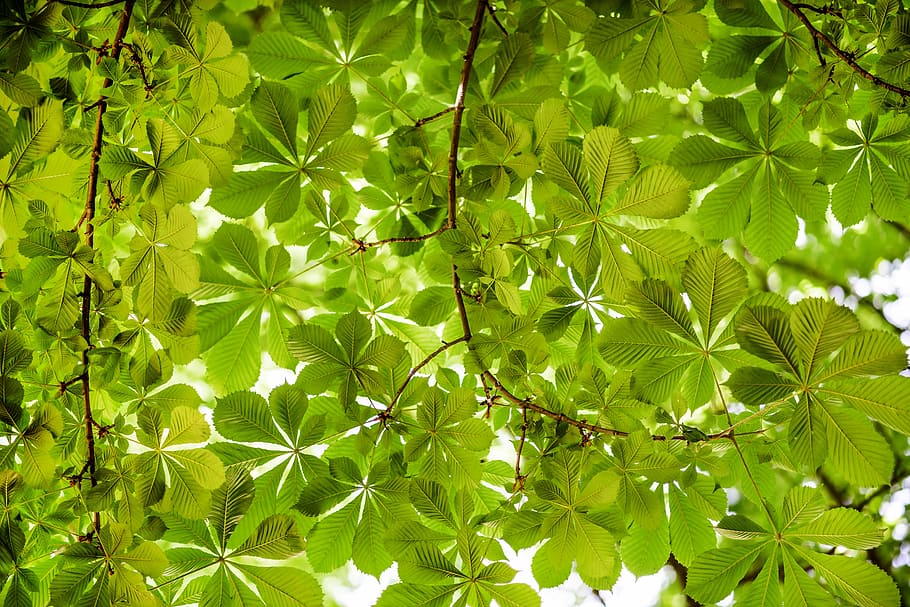 green leaves, leaf, tree, branch, plant part, growth, green color HD wallpaper