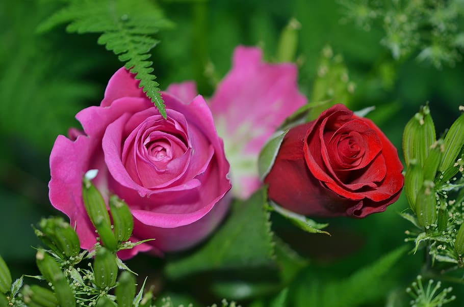 pink and red roses, flower, nature, macro, green, leaf, green leaf, HD wallpaper