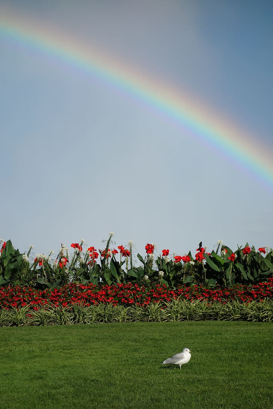 rainbow, seagull, meadow, flowers, harmony, dynamic, plant HD wallpaper