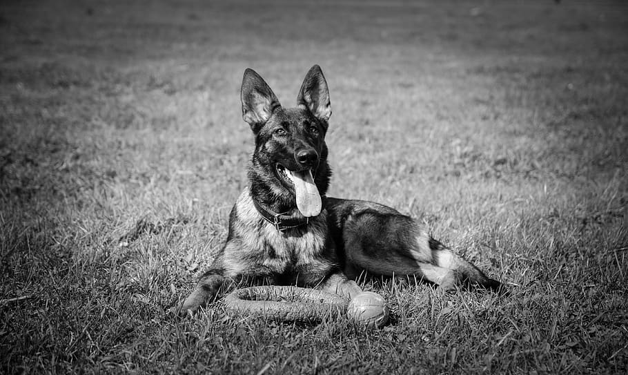 dog, shepherd, animals, domestic, pets, domestic animals, one animal HD wallpaper