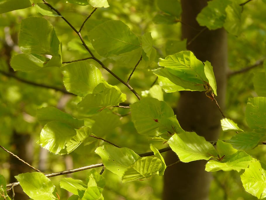 beech, beech leaves, fagus sylvatica, branch, light, forest HD wallpaper