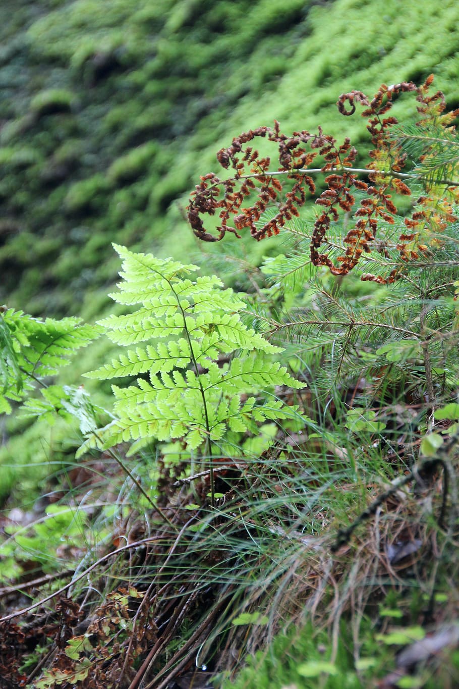 fern, forest, ground, green, frisch, bush, plant, nature, leaves HD wallpaper