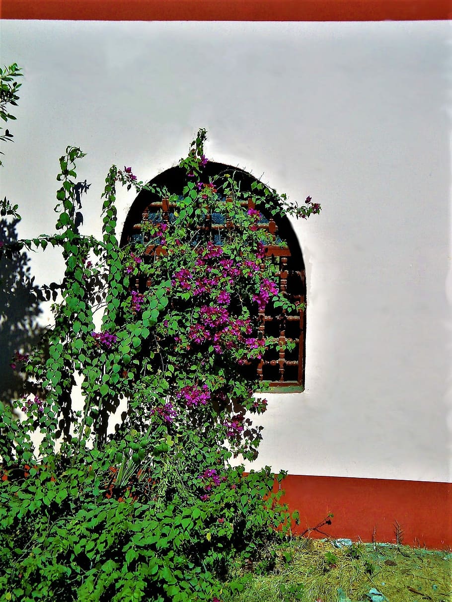 window, oleander, egypt, plant, growth, flowering plant, architecture HD wallpaper