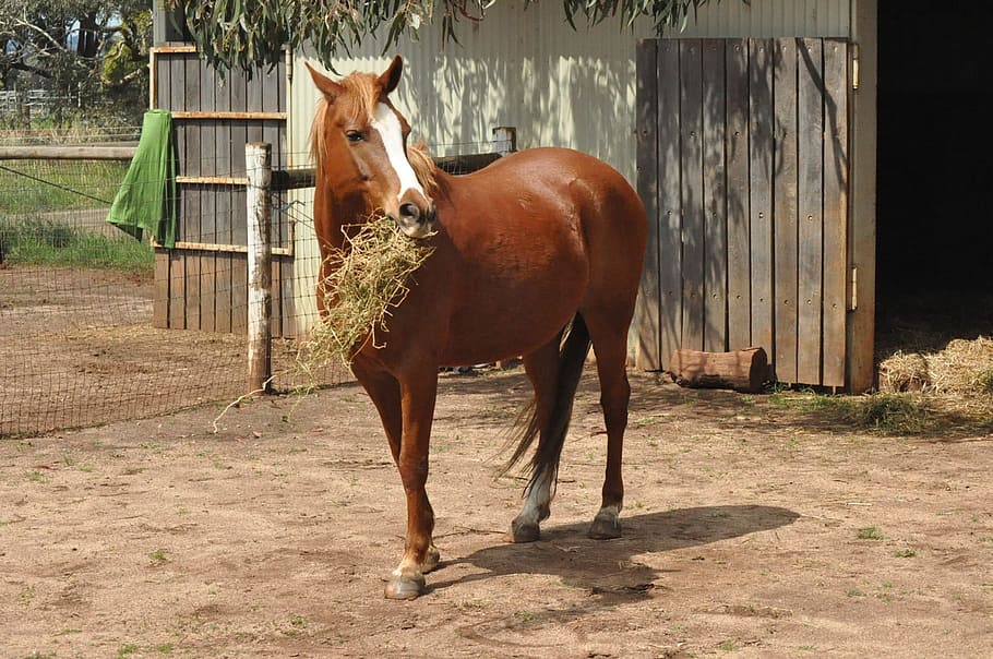 brown horse eating haystack, Thoroughbred, Equine, Purebred, stable