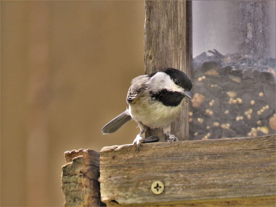 bird, tiny, cute, wildlife, wood - material, one animal, vertebrate HD wallpaper