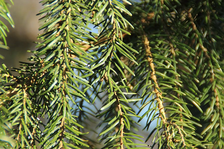 pine needles, fir, branches, aesthetic, green, forest, plant HD wallpaper