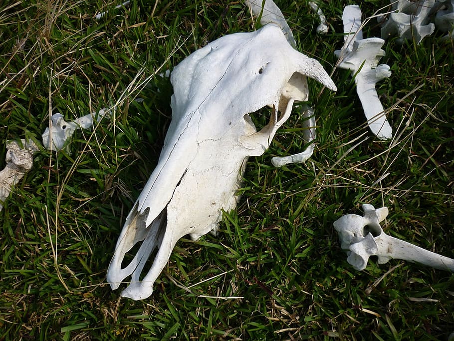 skull, bones, cow, cattle, death, skeleton, animal Skull, nature HD wallpaper