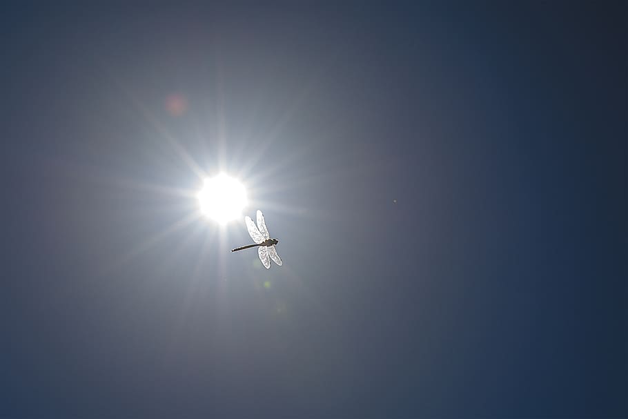 sun, dragonfly, summer, sky, low angle view, sunlight, mid-air HD wallpaper