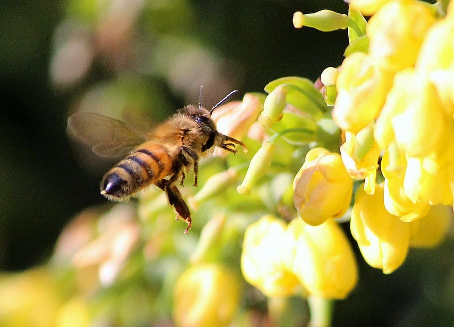 honey bee hovering near yellow flowers, insect, sting, nectar HD wallpaper