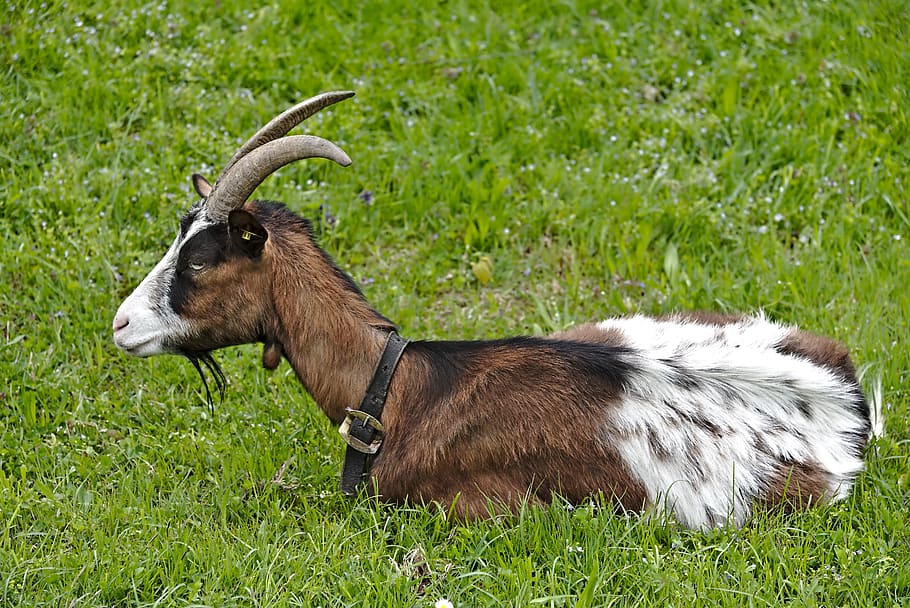 goat, meadow, rest, horns, animal, animal themes, grass, mammal HD wallpaper