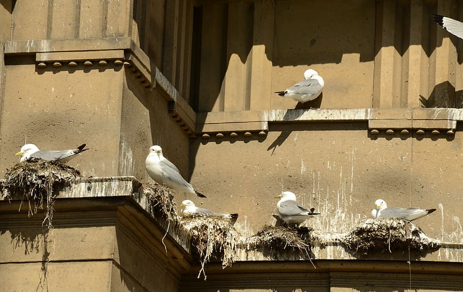 seagull, bird, hatch, nest, boy, parents, shit, stool, building HD wallpaper
