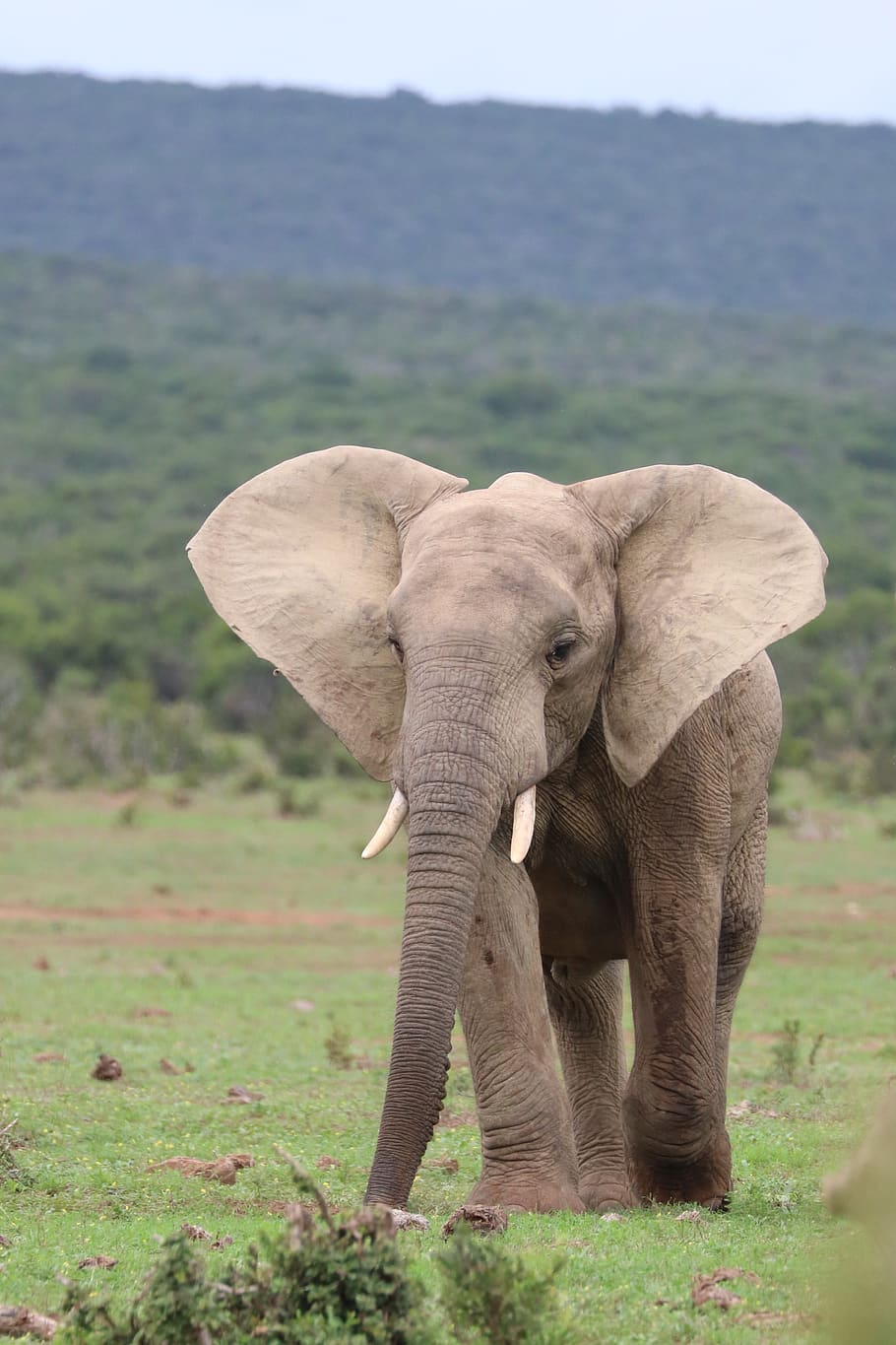 elephant, pachyderm, africa, animal, safari, mammal, nature, HD wallpaper
