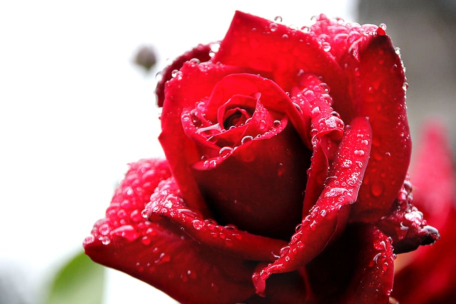 rose, drip, dew, morgentau, rain, red, flower, blossom, bloom HD wallpaper