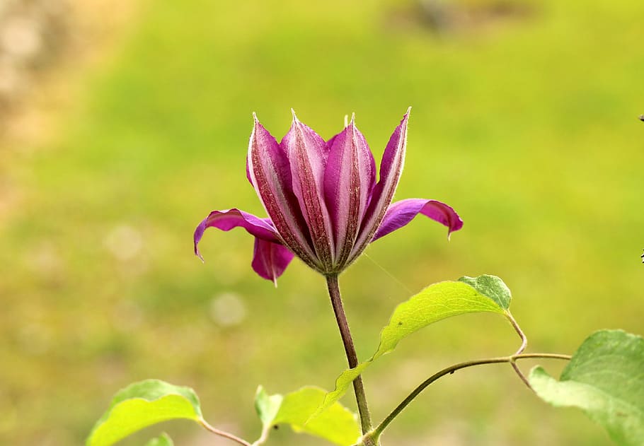tilt shift photography of purple flower, clematis, boost, spring HD wallpaper