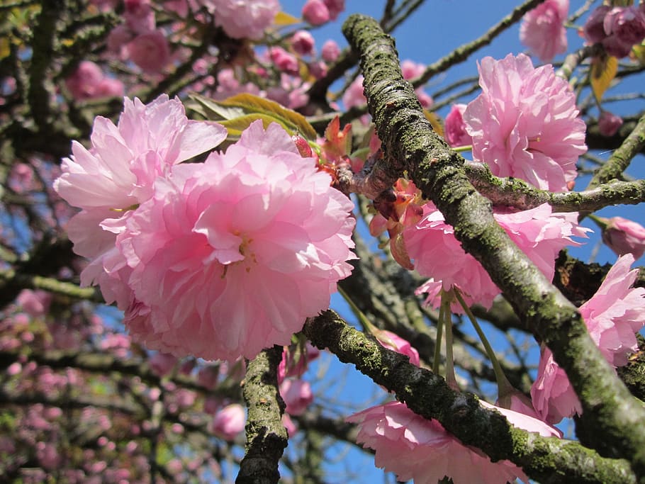 germany, tree, trees, sky, clouds, nature, outside, spring HD wallpaper