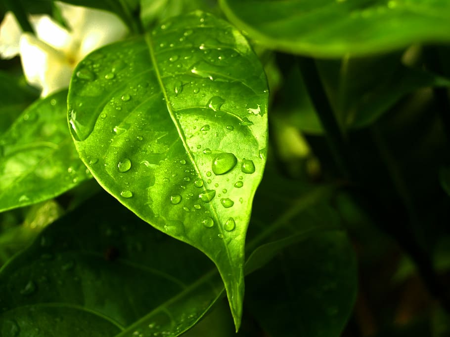 Water, Drops, Leaf, Grass, Green, Dew, rain, closeup, life