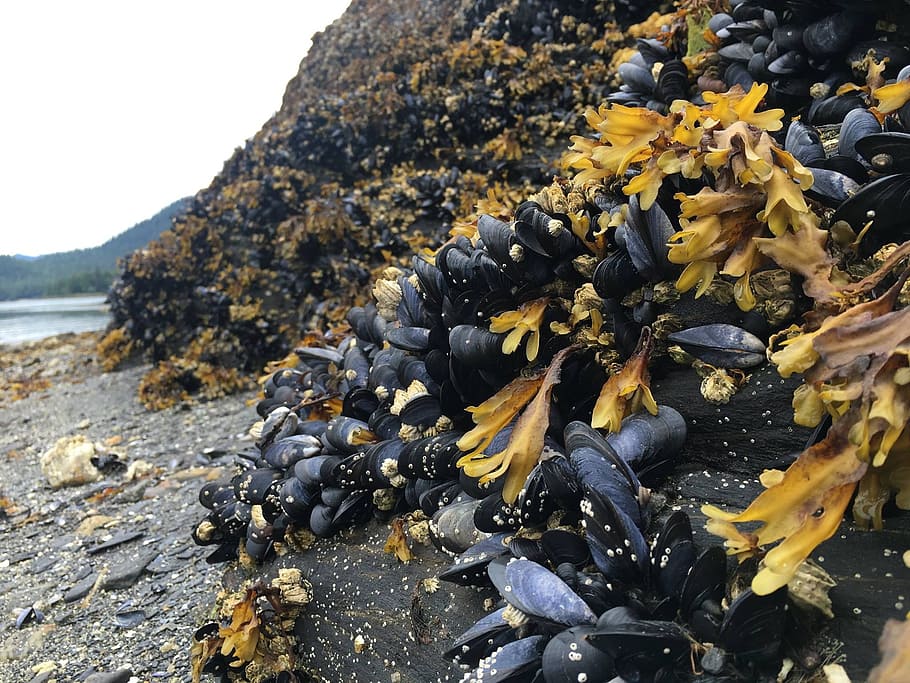 shallow focus photography of black clams, Seashells, Ketchikan HD wallpaper