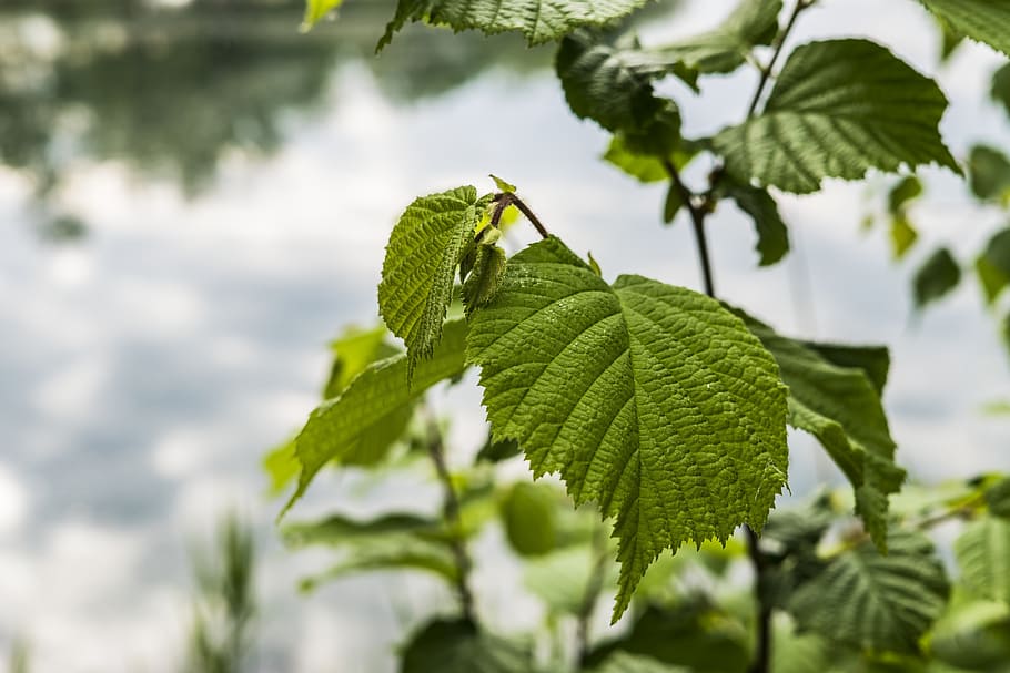 hazelnut, bush, green, nature, hazelnut leaf, leaves, plant HD wallpaper