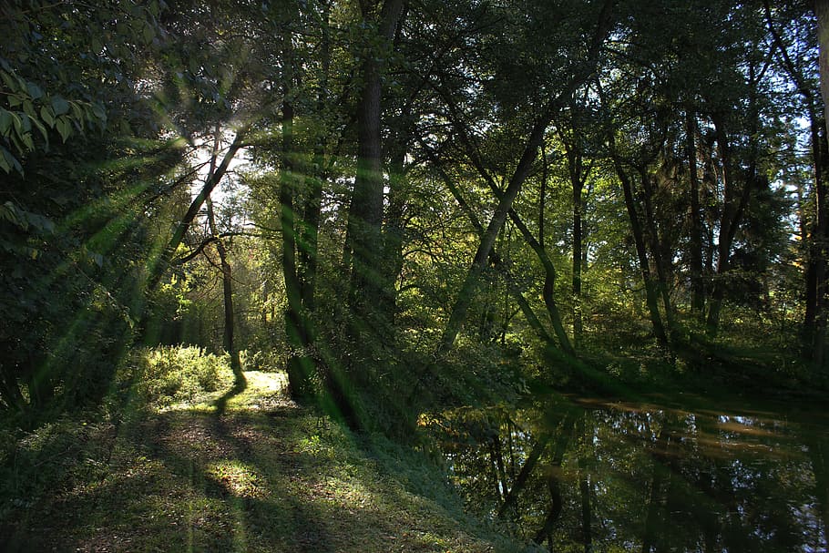 forest path, biotope, pond, nature, water, pools, mirroring HD wallpaper