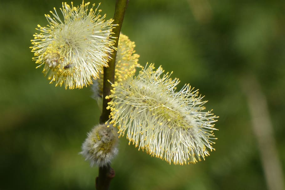 nature, plant, flower, growth, pussy willow, pollen, close-up