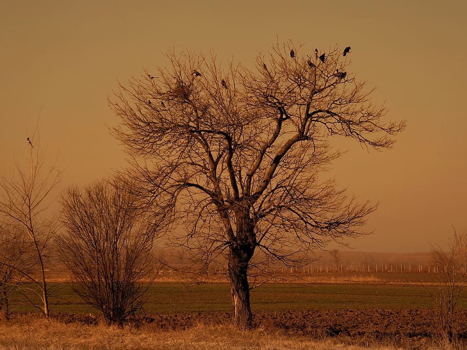 birds perched on bared tree at daytime, dry, branch, landscape HD wallpaper
