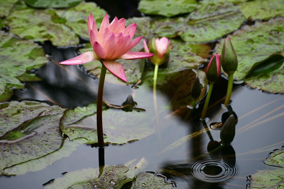 Water lily, pink lotus flower on lily pad, drop, ripple, pond HD wallpaper