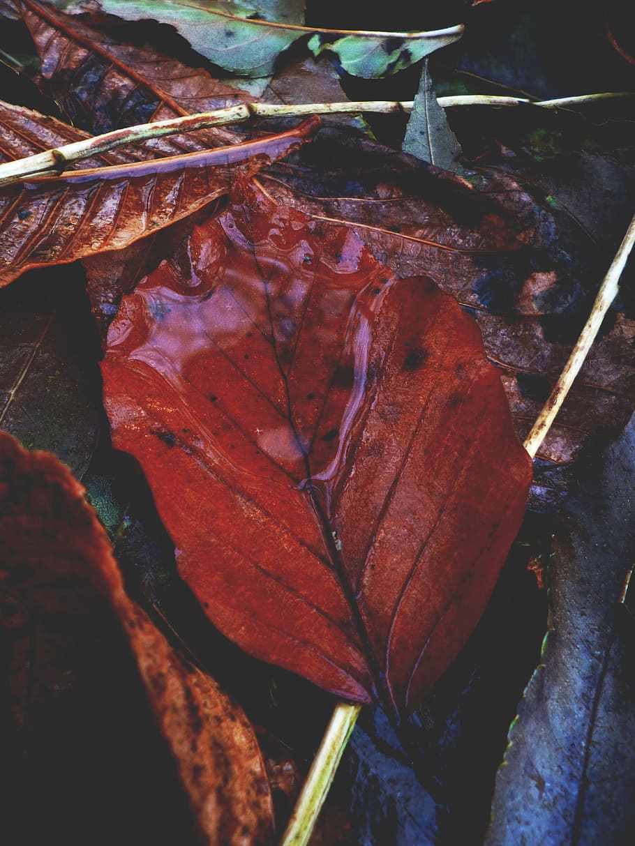 Sheet, Drop, Water, Nature, Rain, raindrop, autumn, leaf, growth HD wallpaper