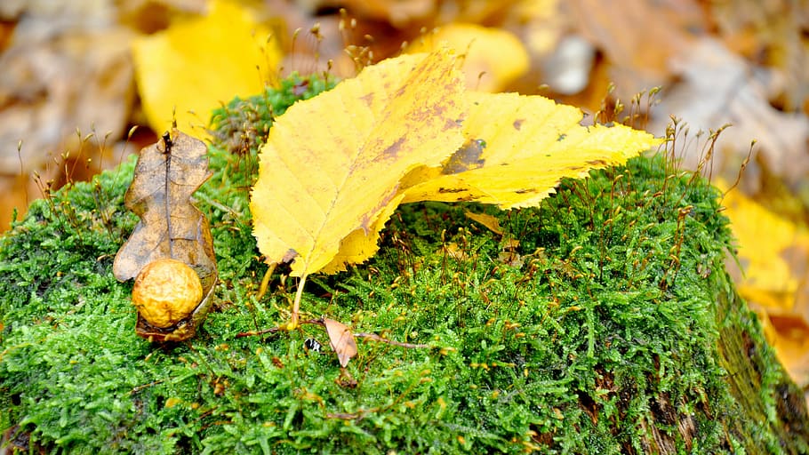 autumn, yellow, foliage, forest, leaf, plant part, nature, growth HD wallpaper