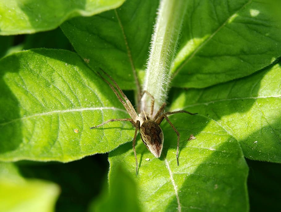 spider, rear view, pattern, close, insect, arachnid, animal HD wallpaper