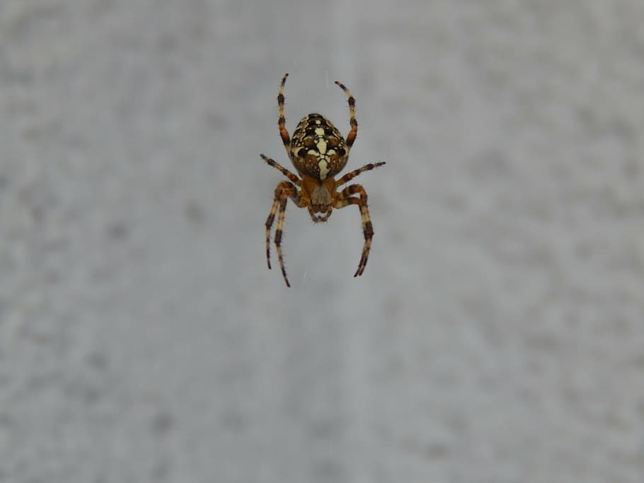 spider, insect, arachnid, cobweb, animal themes, one animal HD wallpaper