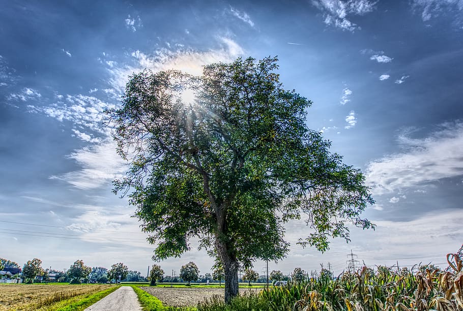 tree, sky, blue, sunbeam, back light, cycle path, away, road HD wallpaper