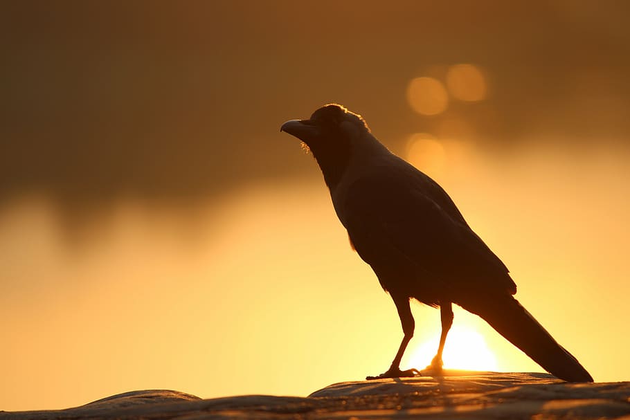 bird, crow, grass, beauty, nature, natural, green, lake, landscapes HD wallpaper