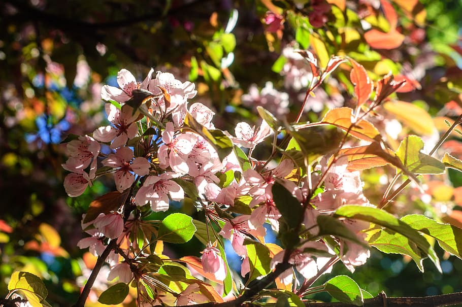 tree, nature, sheet, plant, season, flower, garden, park, outdoors HD wallpaper