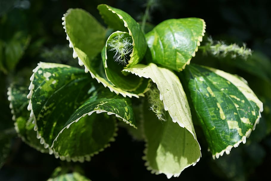 copper leaf, acalypha amentacea, green, plant part, green color HD wallpaper