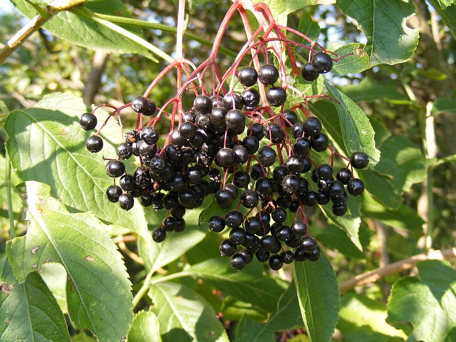 berries, black, common, elder, elderberry, green, sunny, fruit HD wallpaper
