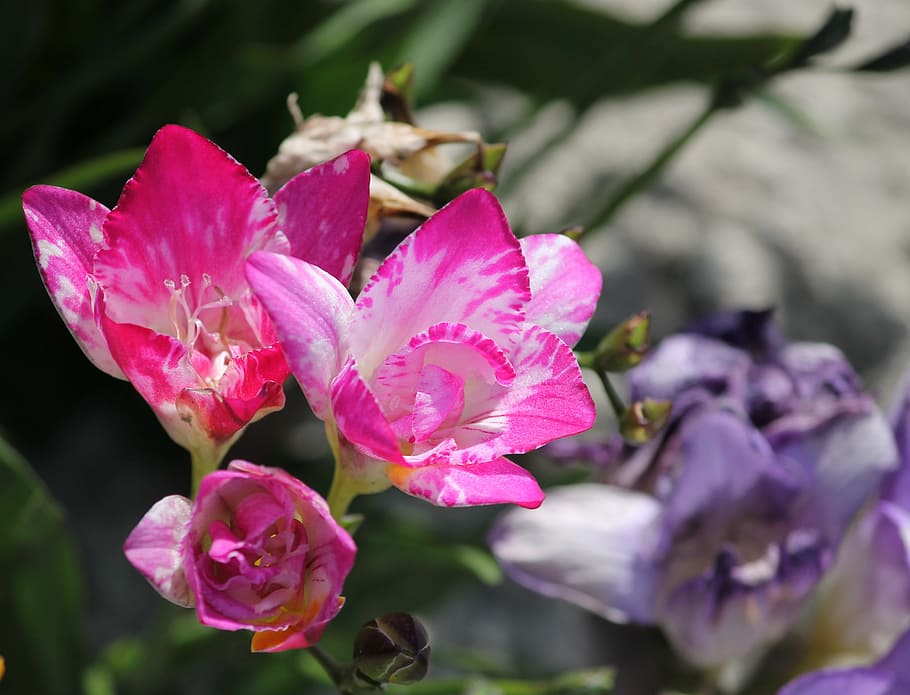 sia, pink, blossom, bloom, violet, flowers, table decor, purple HD wallpaper