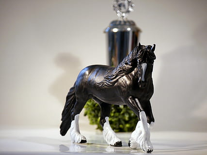 horse, cup, ride, rap, reiter, stallion, attention, blaze, mare HD wallpaper