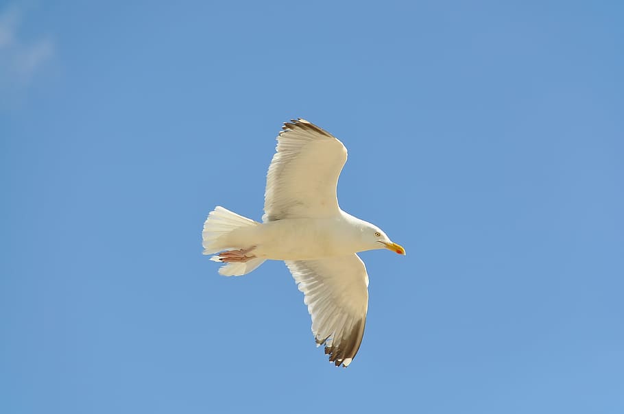 Seagull, Fly, Bird, Coast, one animal, blue, flying, copy space HD wallpaper