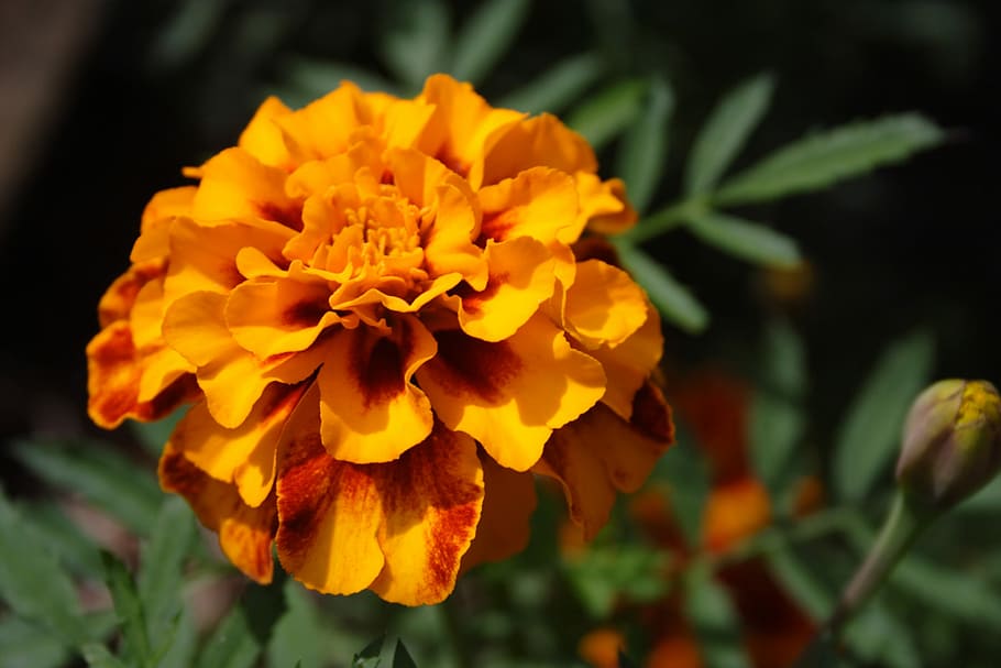 Beautiful, Bloom, Blossom, Flower, bud, garden, marigold, nature HD wallpaper
