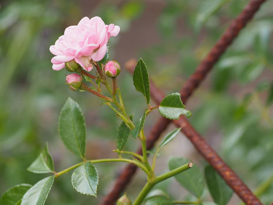 Greeting Card, Stainless, rose, background, plant, romance HD wallpaper