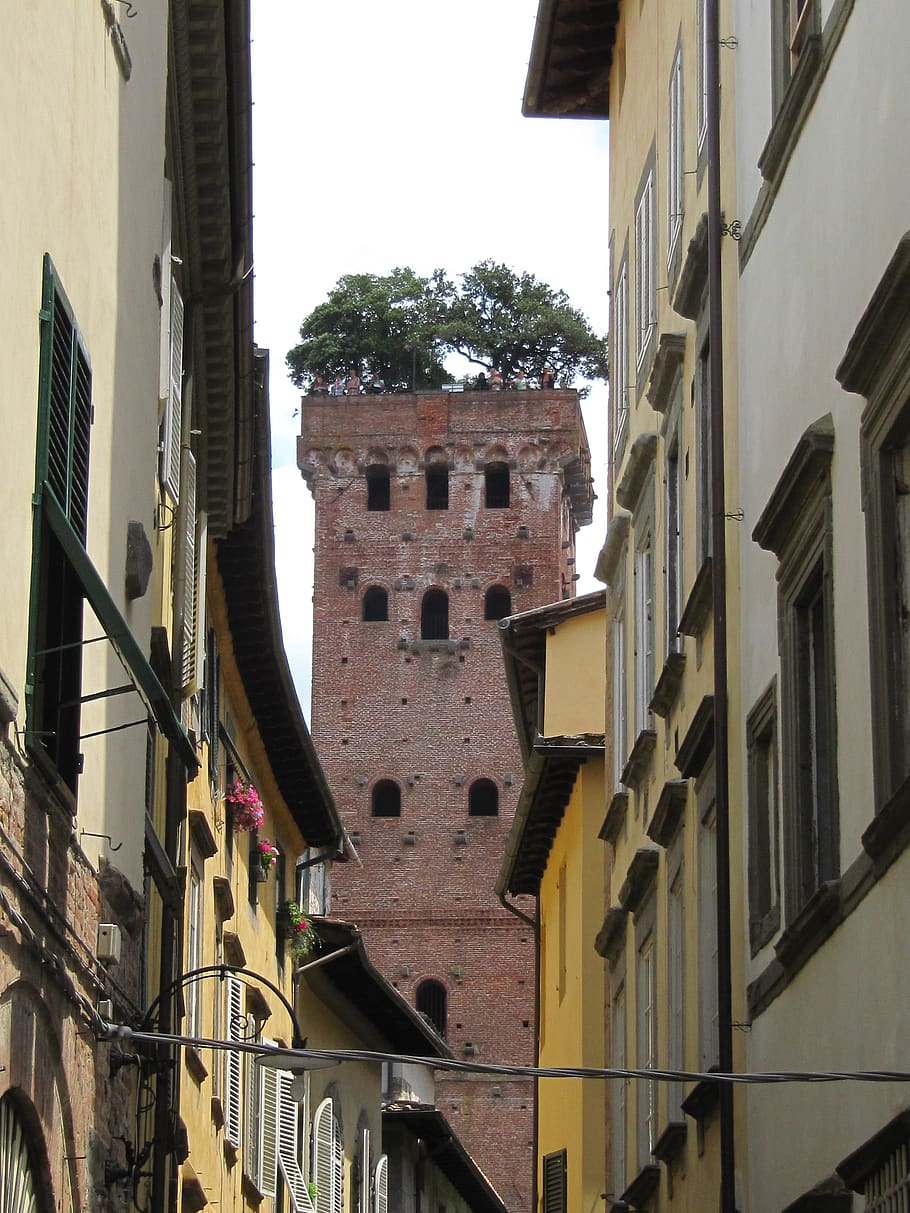 lucca, tower, overgrown, stone oak, architecture, built structure HD wallpaper