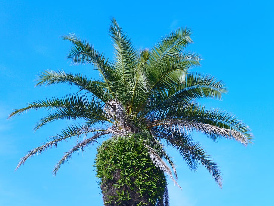 palm trees, blue sky, white, green, sky blue, parasitic, bird droppings, HD wallpaper