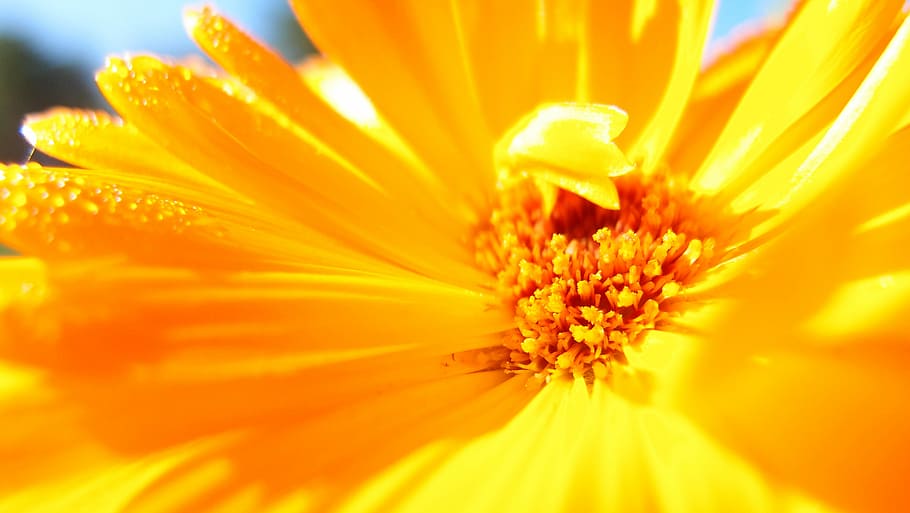Flower, Macro, Nature, Plant, plants, flowers, petal, flower head HD wallpaper