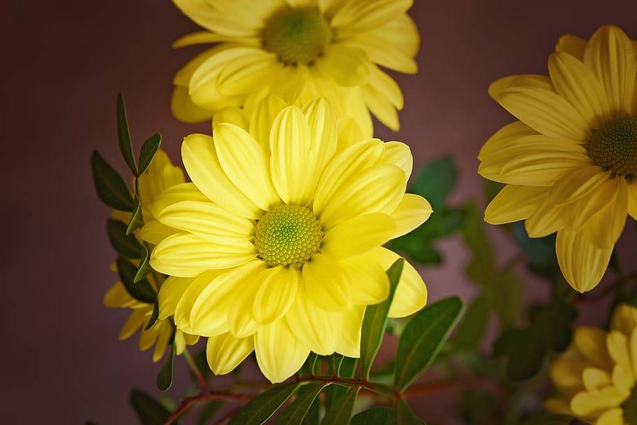 tree daisy, flower, blossom, bloom, yellow, yellow flower, schnittblume HD wallpaper